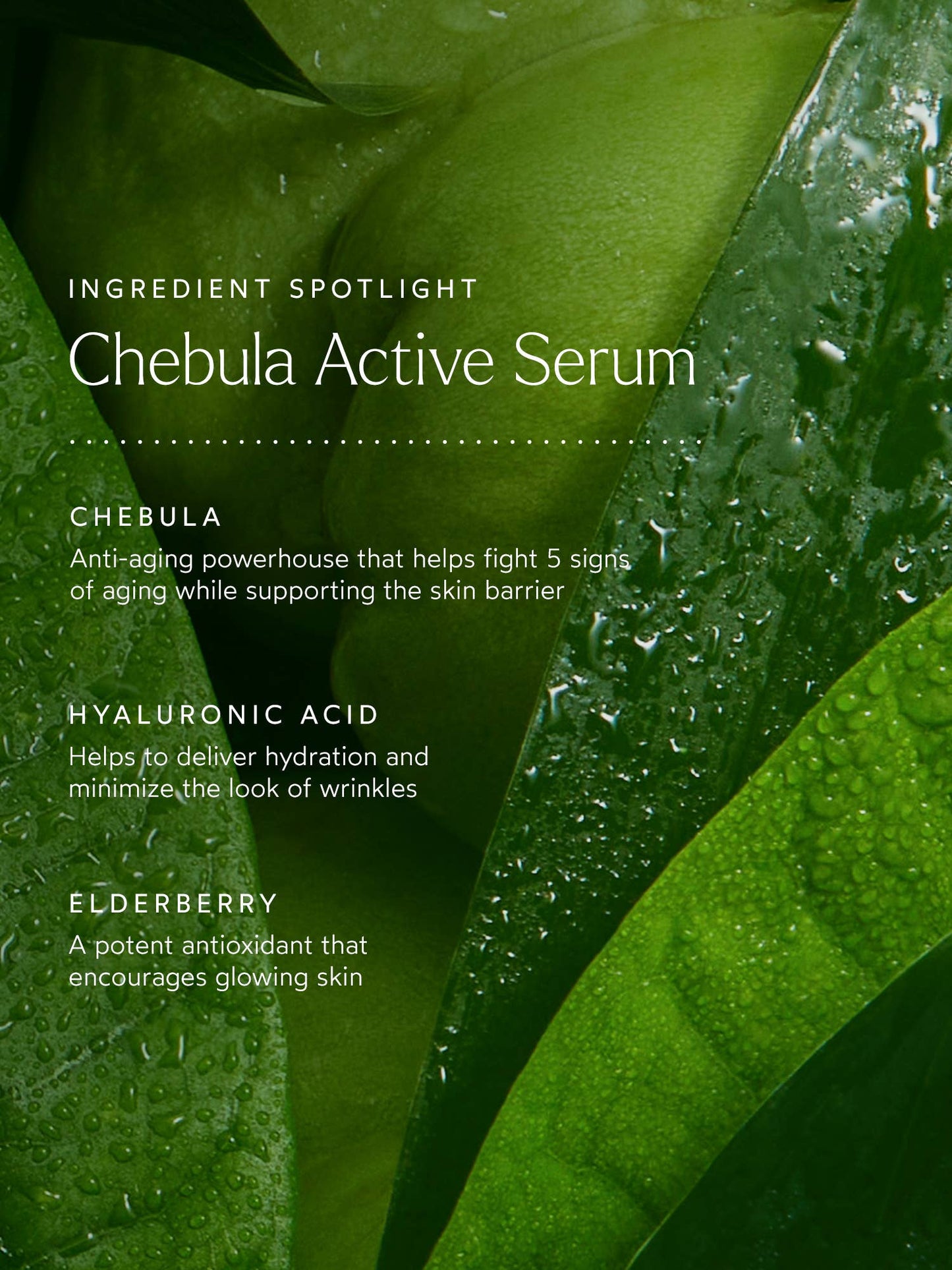 True Botanicals - Renew Chebula Active Serum - Full Size (1 fl oz | 30 ml)